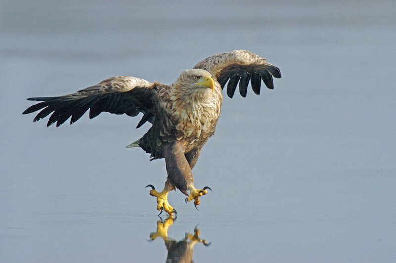 White-tailed Eagle — Brown, Dramatic, Photograph