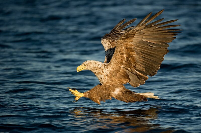 White-tailed Eagle — Brown, Dramatic, Sunset