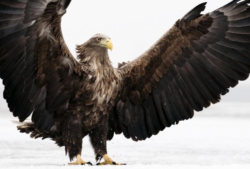 White-tailed Eagle — Brown, Dramatic