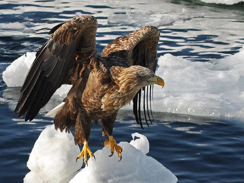 White-tailed Eagle — Brown, Dramatic, Winter
