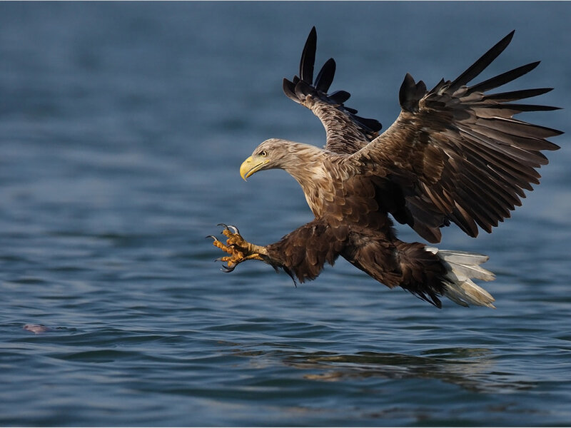 White-tailed Eagle — Brown, Dynamic