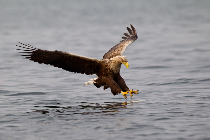 White-tailed Eagle — Brown