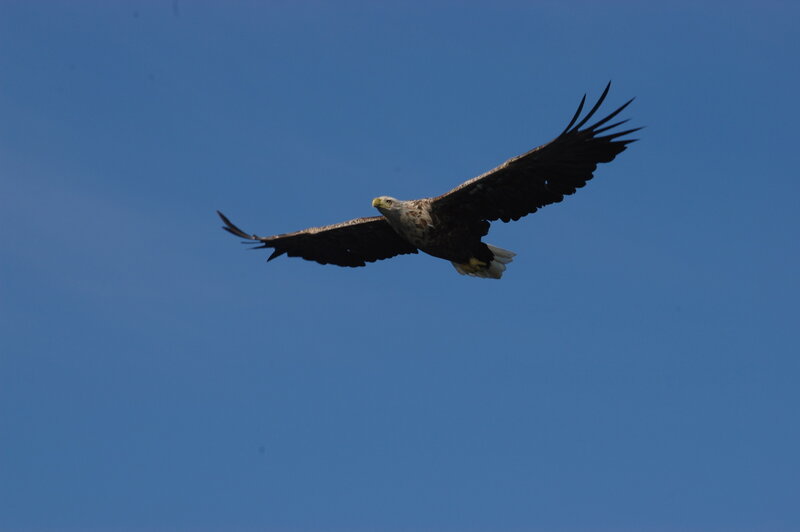 White-tailed Eagle in Flight — Blue, Serene