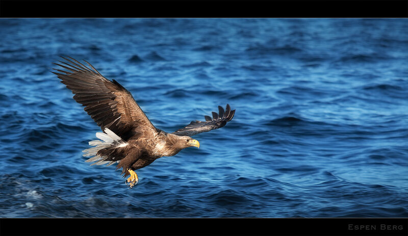 White-tailed Eagle in Flight — Blue
