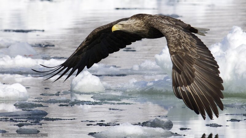 White-tailed Eagle in Flight — Brown, Dramatic, Winter, Photograph