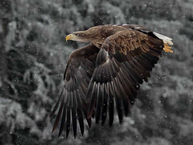 White-tailed Eagle in Flight — Brown, Dramatic, Winter