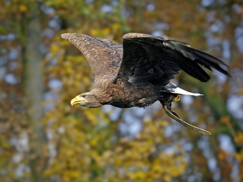 White-tailed Eagle in Flight — Brown, Dynamic, Autumn