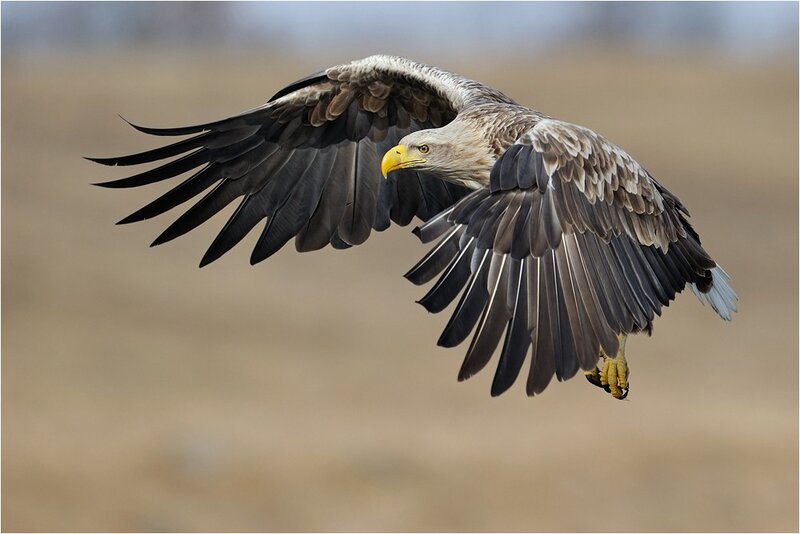 White-tailed Eagle in Flight — Brown, Dynamic, Photograph, Wings