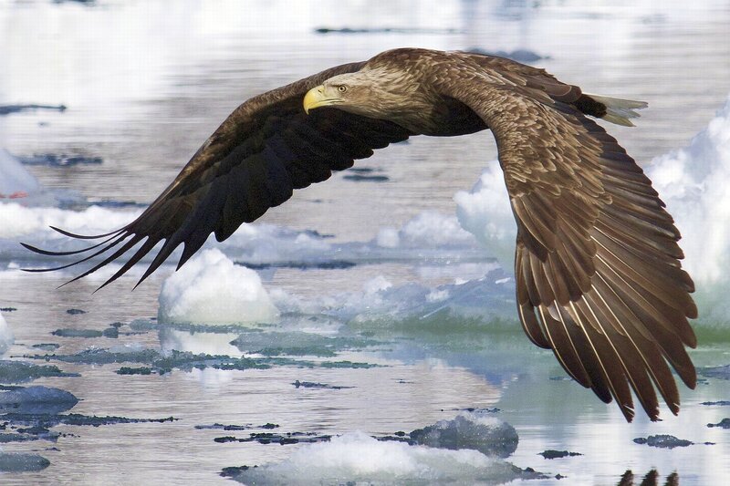 White-tailed Eagle in Flight — Brown, Dynamic, Winter