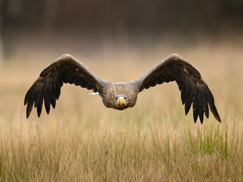 White-tailed Eagle in Flight — Brown, Focused, Afternoon