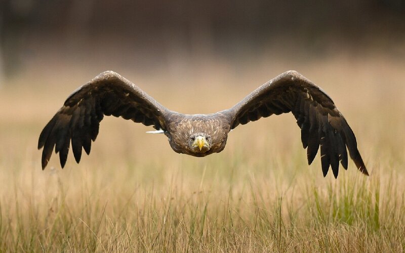 White-tailed Eagle in Flight — Brown, Focused