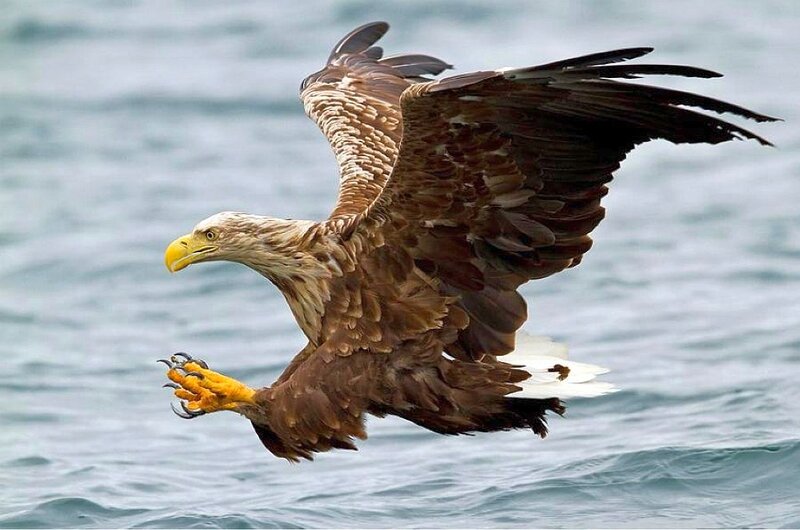 White-tailed Eagle in Flight — Brown