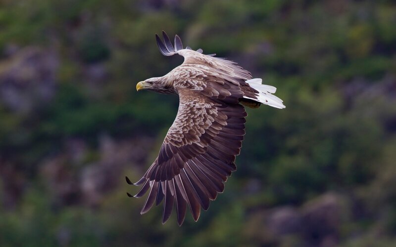 White-tailed eagle in flight
