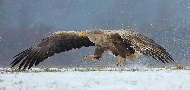 White-tailed Eagle Landing