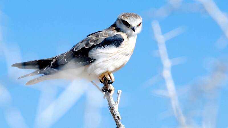 White-tailed Kite — Blue, Alert, Afternoon