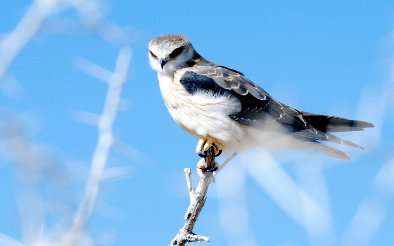 White-tailed Kite — Blue, Alert
