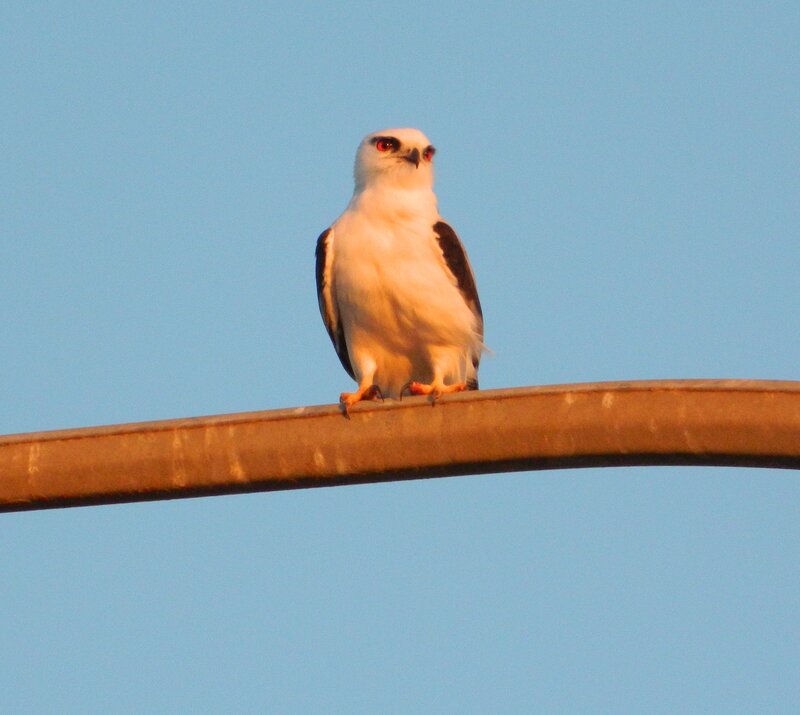 White-tailed Kite — Blue