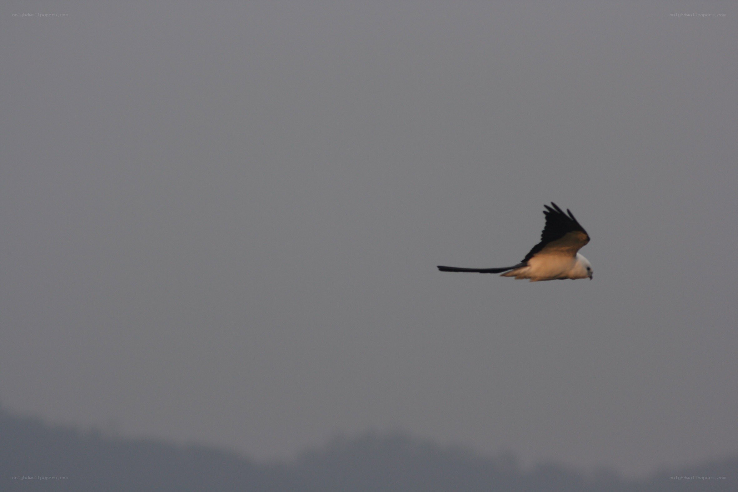 White-tailed kite in flight