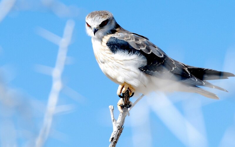 White-tailed Kite Perched — Blue