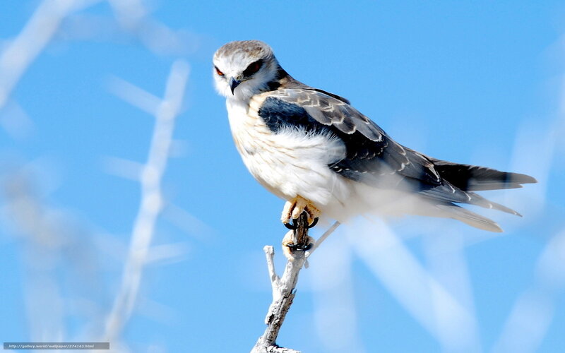 White-tailed Kite Perched
