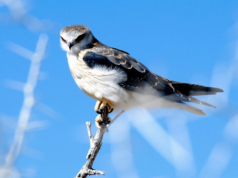 White-tailed Kite