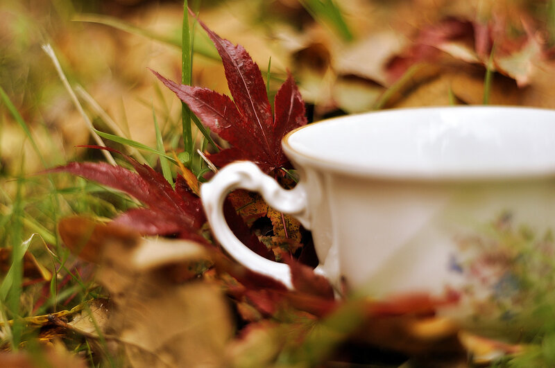 White Teacup in Leaves