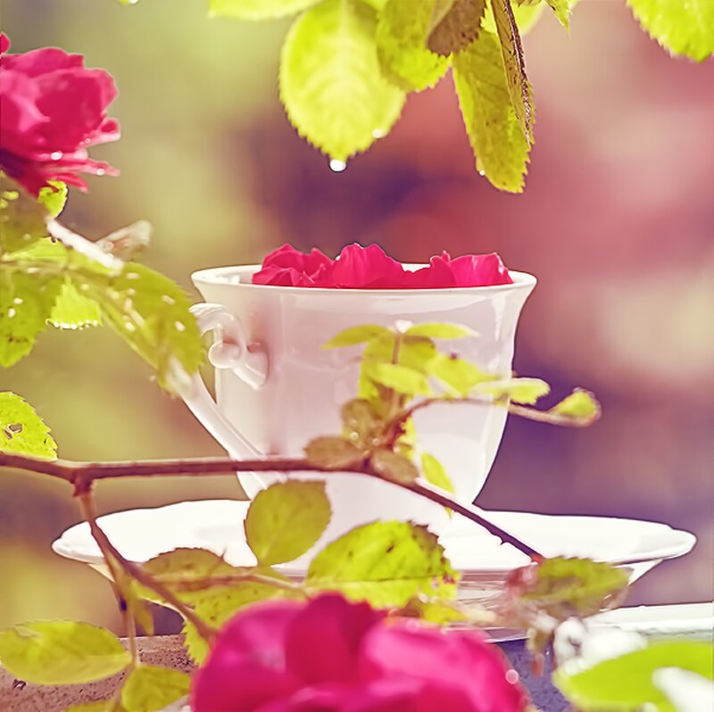 White Teacup with Rose Petals