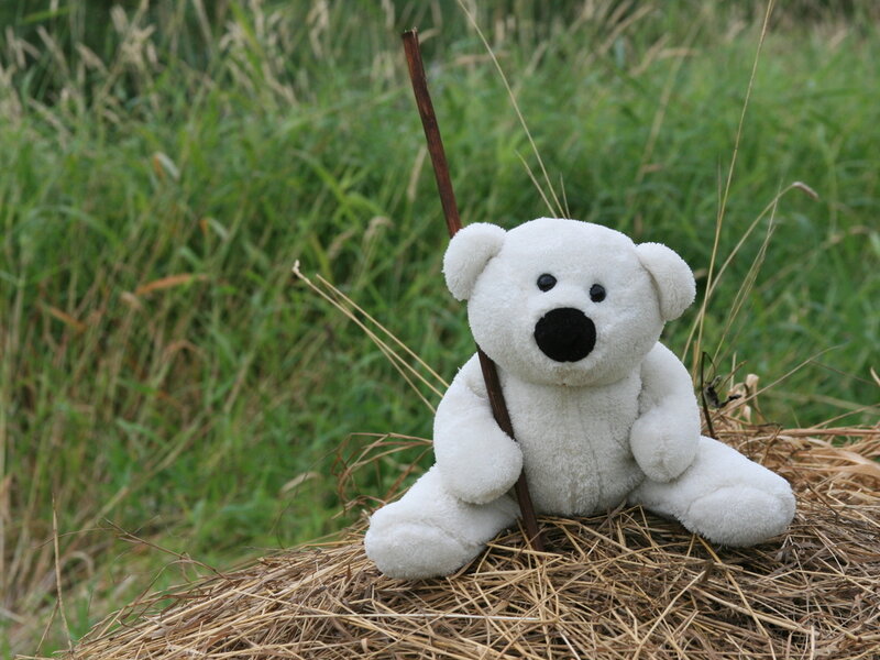 White Teddy Bear — Calm, Afternoon