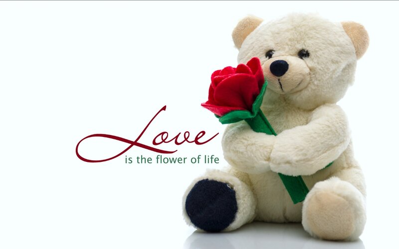 White Teddy Bear — Calm, Photograph, Red Rose, Text