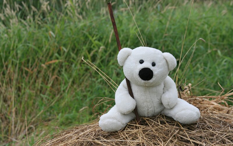 White Teddy Bear — Calm, Photograph, Stick