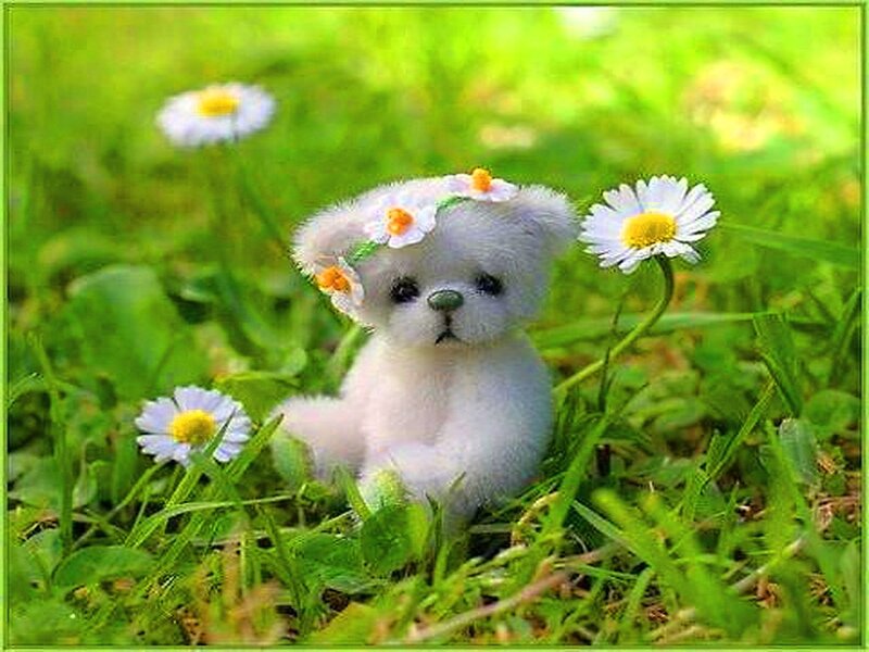 White Teddy Bear — Green