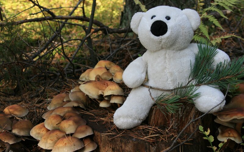 White Teddy Bear in Forest