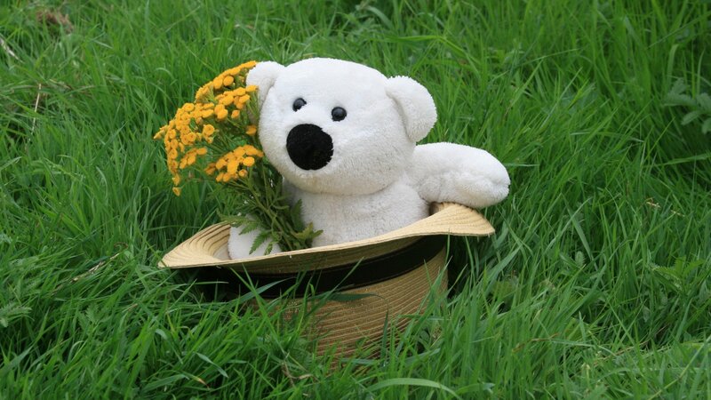 White Teddy Bear in Hat — Green, Serene