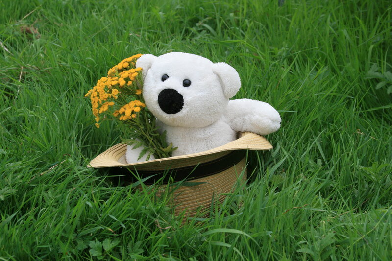 White Teddy Bear in Hat — Green