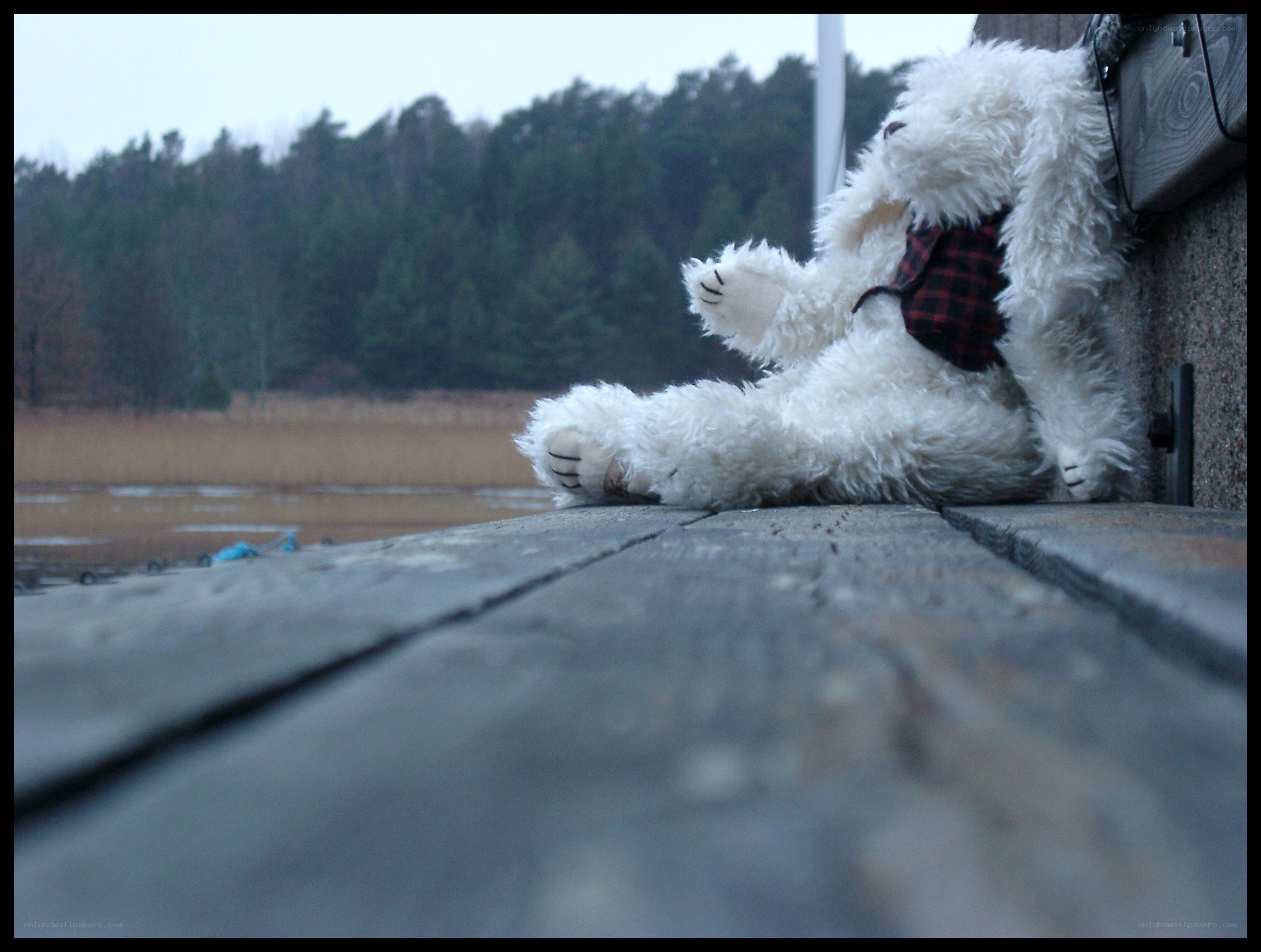 White teddy bear on a dock