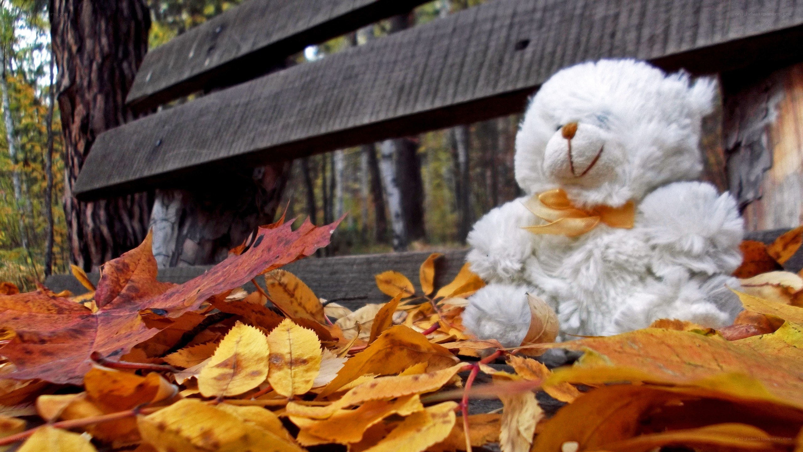 White teddy bear on autumn leaves