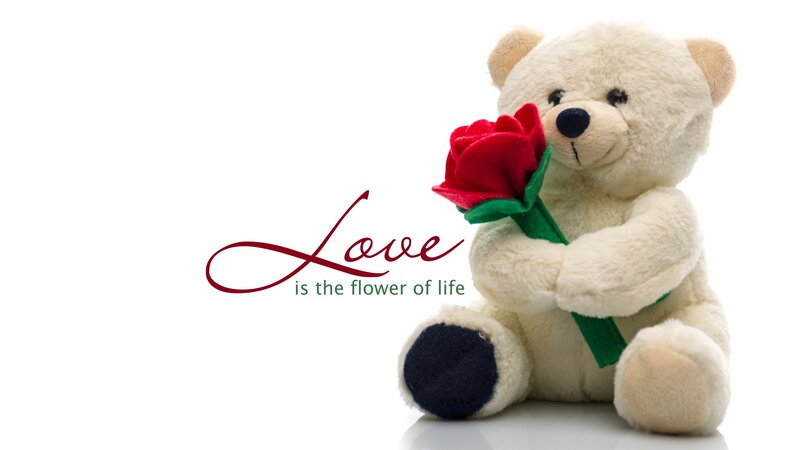 White Teddy Bear — Sentimental, Photograph, Red Rose, Text