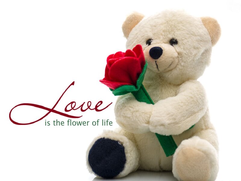 White Teddy Bear — Sentimental, Photograph, Red Rose