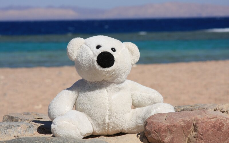 White Teddy Bear — Serene, Afternoon
