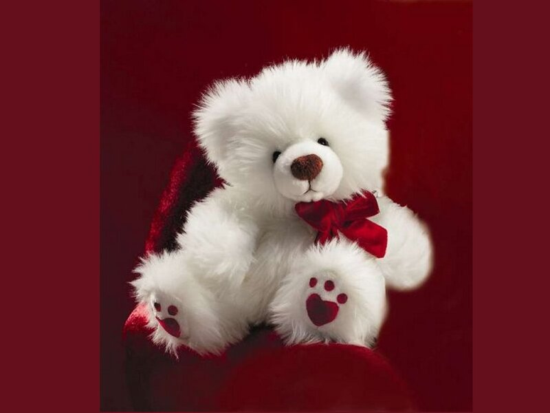 White Teddy Bear