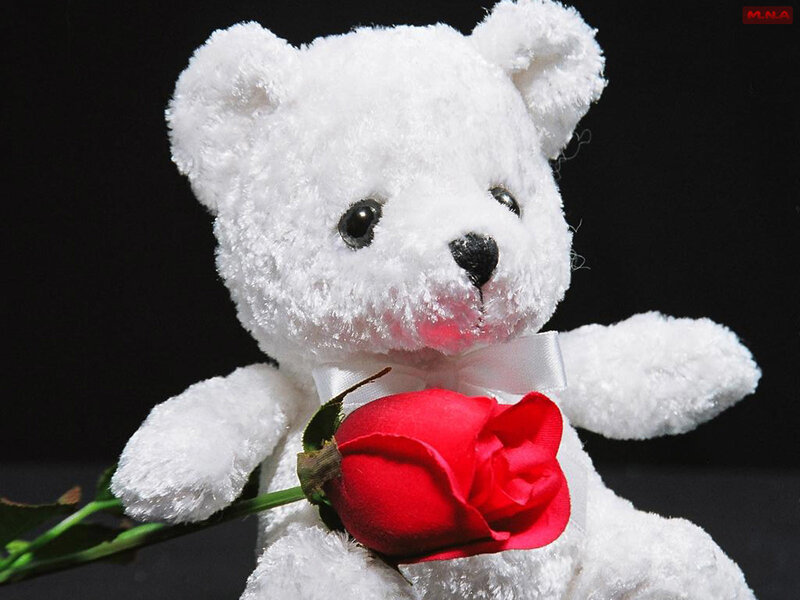 White teddy bear with red rose