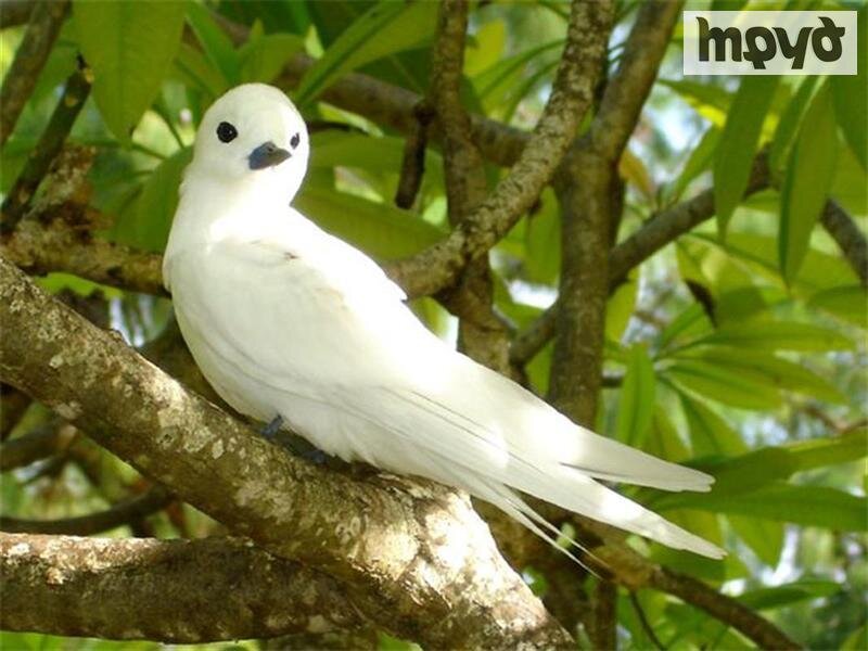 White Tern Bird