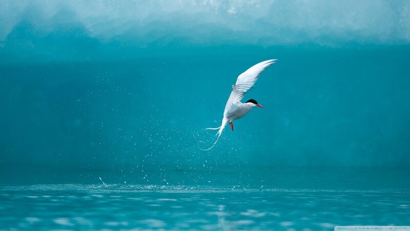 White Tern Flying — Blue