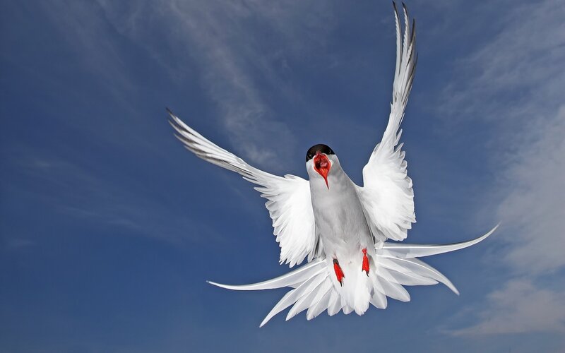 White Tern in Flight — Blue, Dynamic