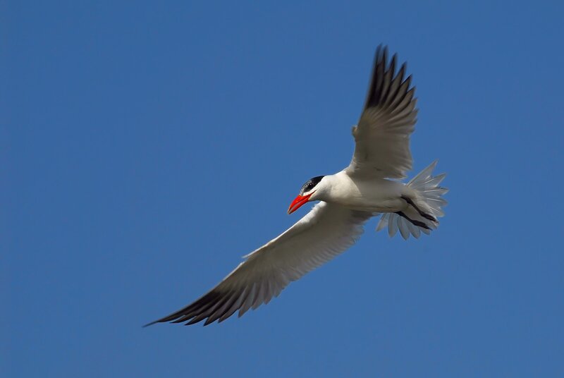 White Tern in Flight — Blue, Serene