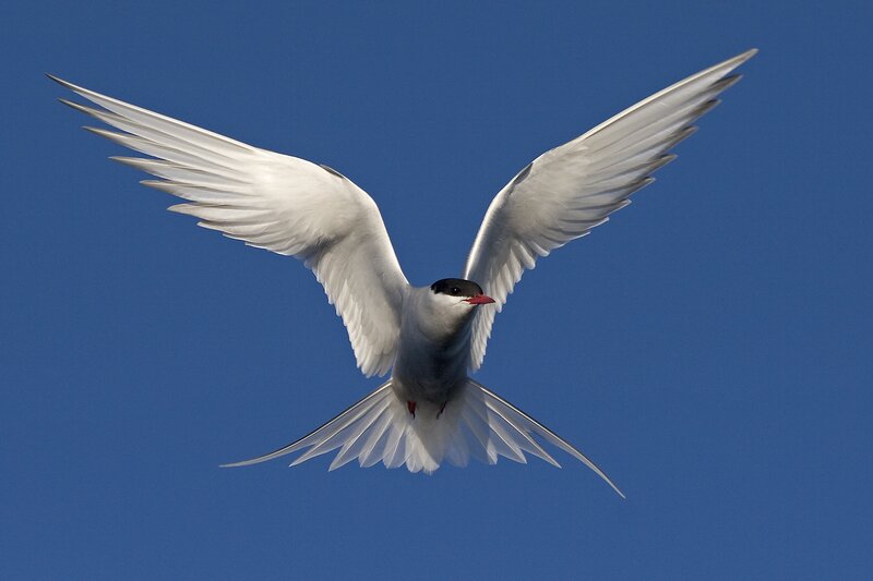 White Tern in Flight — Blue