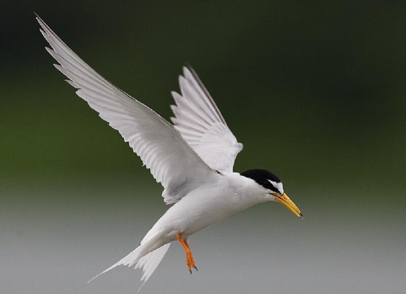 White Tern in Flight — Dynamic, Photograph