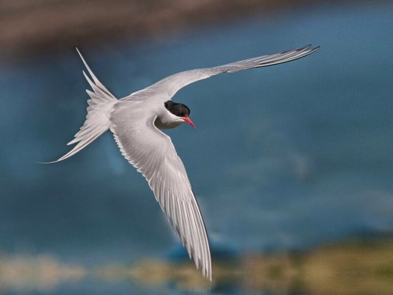 White Tern in Flight — Dynamic
