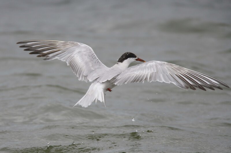 White Tern in Flight — Gray