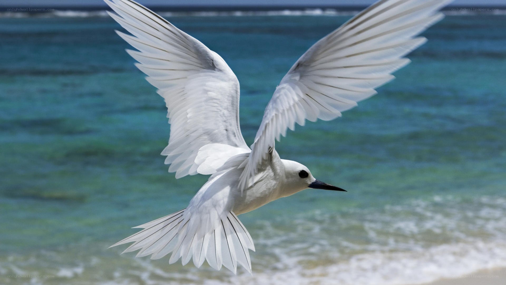 white tern in flight over ocean